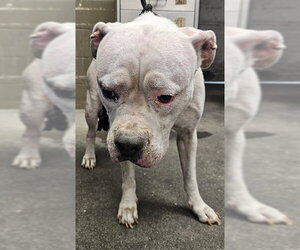 Mutt Dogs for adoption in Downey, CA, USA