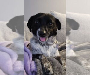 Jack Russell Terrier-Spaniel Mix Dogs for adoption in East Derry, NH, USA