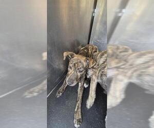 American Staffordshire Terrier-Unknown Mix Dogs for adoption in San Antonio, TX, USA