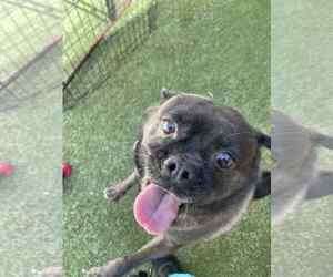 Chihuahua-Unknown Mix Dogs for adoption in Tempe , AZ, USA