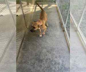 Black Mouth Cur-Unknown Mix Dogs for adoption in Sheboygan, WI, USA