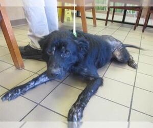 Labrador Retriever Dogs for adoption in Ocala, FL, USA