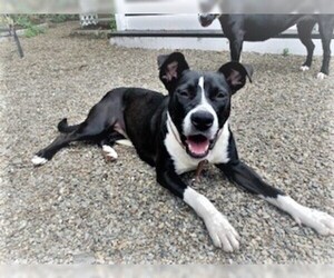 Borador Dogs for adoption in Rowayton, CT, USA