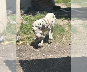 Dalmatian-Unknown Mix Dogs for adoption in San Antonio, TX, USA