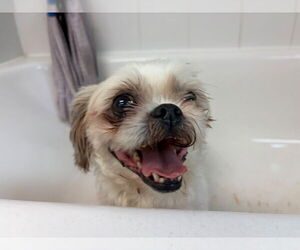 Shih Tzu Dogs for adoption in Sayreville, NJ, NJ, USA