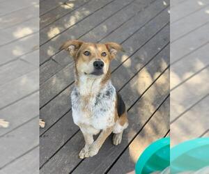 Mutt Dogs for adoption in San Antonio, TX, USA