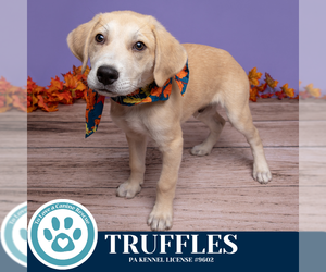 Labrenees Dogs for adoption in Kimberton, PA, USA