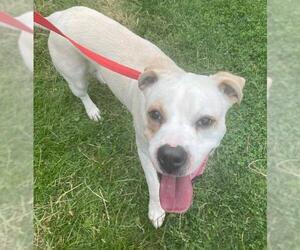 Boxador Dogs for adoption in Union, WV, USA