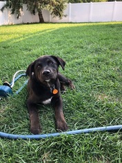 Medium Photo #1 Labrador Retriever-Unknown Mix Puppy For Sale in Shakopee, MN, USA