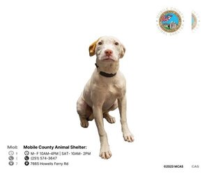 Medium Photo #1 Mutt Puppy For Sale in Mobile, AL, USA