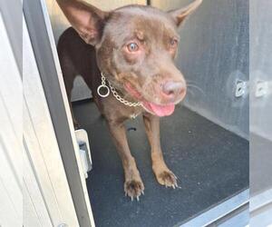 Mutt Dogs for adoption in San Antonio, TX, USA