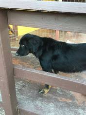 Mutt Dogs for adoption in Pipestem, WV, USA