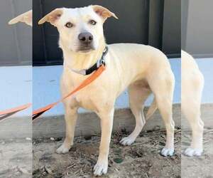 Labrador Retriever-Unknown Mix Dogs for adoption in Sykesville, MD, USA