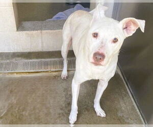 Labrador Retriever-Unknown Mix Dogs for adoption in Orange, CA, USA