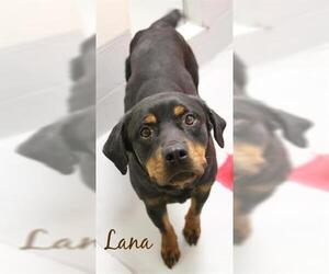Rottweiler Dogs for adoption in Augusta, GA, USA