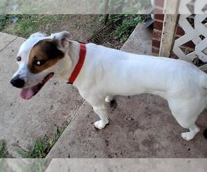 American Pit Bull Terrier-Unknown Mix Dogs for adoption in San Antonio, TX, USA