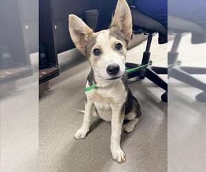 Gerberian Shepsky Dogs for adoption in HESPERIA, CA, USA
