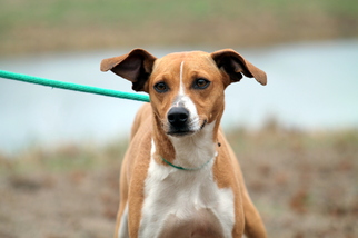 Jack Russell Terrier Dogs for adoption in Sparta, TN, USA