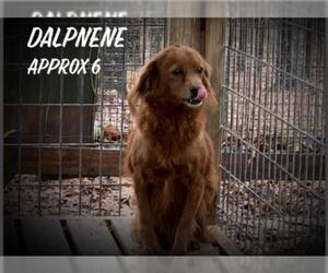 Golden Retriever Dogs for adoption in Columbia, TN, USA