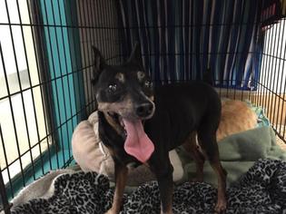 Miniature Pinscher Dogs for adoption in Fort Lauderdale, FL, USA