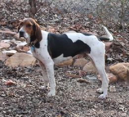 Treeing Walker Coonhound Dogs for adoption in Murphy, NC, USA