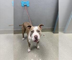 Mutt Dogs for adoption in Las Vegas, NV, USA