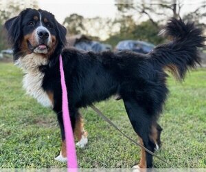 Bernese Mountain Dog Dogs for adoption in Newfoundland, PA, USA