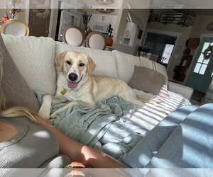 Labrador Retriever-Unknown Mix Dogs for adoption in Sandy, UT, USA
