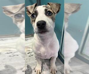 Mutt Dogs for adoption in San Antonio, TX, USA