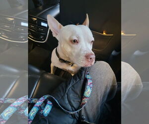 Mutt Dogs for adoption in Philadelphia, PA, USA