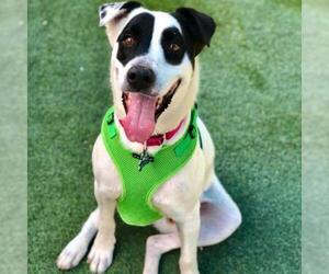 Border Collie Dogs for adoption in Tempe, AZ, USA
