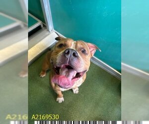 American Bulldog Dogs for adoption in West Palm Beach, FL, USA