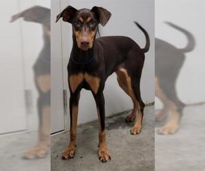 Doberman Pinscher Dogs for adoption in Rosenberg, TX, USA