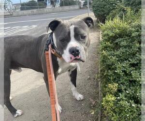 Mutt Dogs for adoption in Martinez, CA, USA