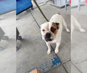 Bulldog Dogs for adoption in Bakersfield, CA, USA
