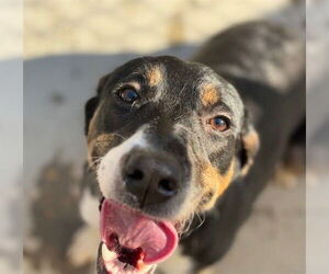 American Pit Bull Terrier-Unknown Mix Dogs for adoption in Tulsa, OK, USA