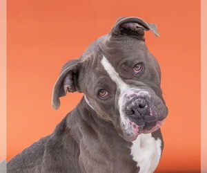American Pit Bull Terrier Dogs for adoption in Pasadena, CA, USA