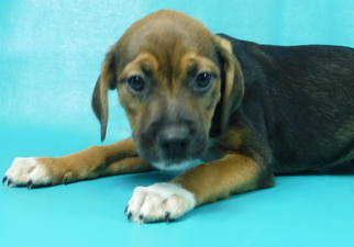 Medium Photo #1 Beagle-Unknown Mix Puppy For Sale in Morton Grove, IL, USA