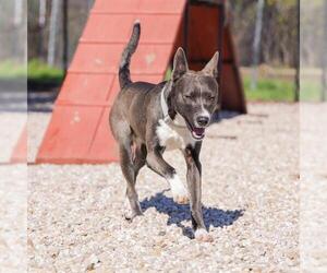 Blue Lacy-Unknown Mix Dogs for adoption in Waco, TX, USA