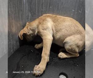 Labrador Retriever-Unknown Mix Dogs for adoption in San Antonio, TX, USA