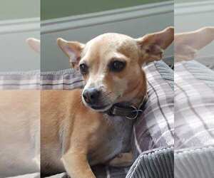 Chihuahua Dogs for adoption in Cary, NC, USA