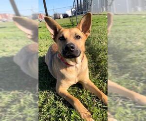 German Shepherd Dog Dogs for adoption in Rosenberg, TX, USA