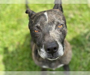 American Pit Bull Terrier-Unknown Mix Dogs for adoption in Tulsa, OK, USA