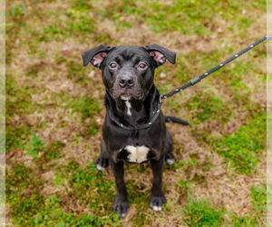 American Staffordshire Terrier-Unknown Mix Dogs for adoption in Sparta, TN, USA