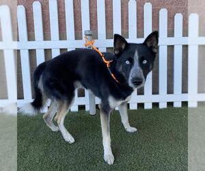 Siberian Husky Dogs for adoption in Modesto, CA, USA