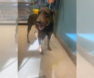 Doberman Pinscher Dogs for adoption in Newton, NC, USA