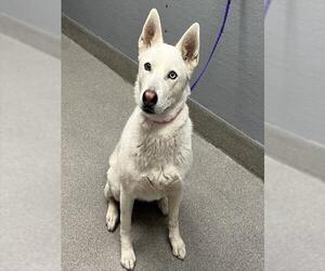 Siberian Husky-Unknown Mix Dogs for adoption in Las Vegas, NV, USA