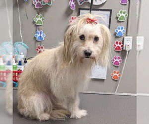 Poodle (Miniature)-Unknown Mix Dogs for adoption in Las Vegas, NV, USA