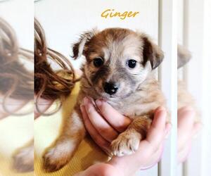 Pembroke Welsh Corgi-Tibetan Terrier Mix Dogs for adoption in Tehachapi, CA, USA