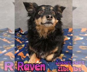 Pomeranian-Unknown Mix Dogs for adoption in Woodbury, NY, USA